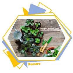 گل بنفشه و بهترین خاک برای آن