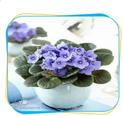 گل بنفشه و بهترین خاک برای آن