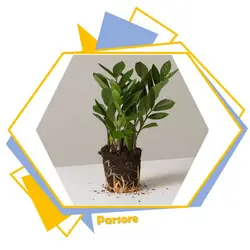 خاک زامیفولیا (خاک کاکتوس)