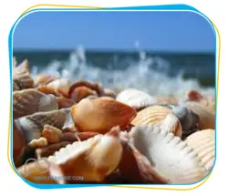 صدف معدنی (oyster powder)