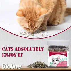 کت نیپ گربه بایولاین