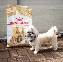 غذای خشک رویال کنین مخصوص سگ بالغ نژاد شیتزو | Shihtzu Adult