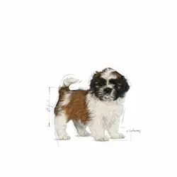 غذای خشک رویال کنین مخصوص توله سگ نژاد شیتزو | Shihtzu Puppy
