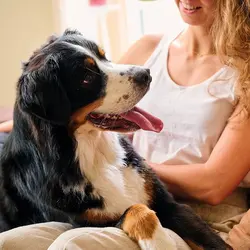 اسپری خوشبوکننده دهان سگ و گربه بیفار مدل Fresh Breath