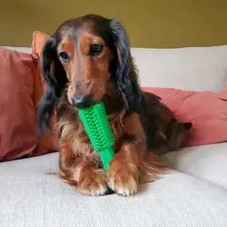 اسباب بازی دنتال سگ دوو پلاس مدل Chew `n play brush