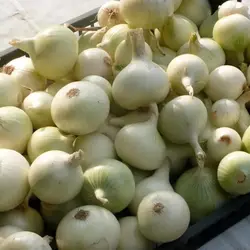 بذر بیبی پیاز
