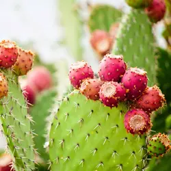 نهال مالتا گلابی قرمز (کاکتوس میوه درشت)