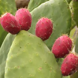 نهال مالتا گلابی قرمز (کاکتوس میوه درشت)