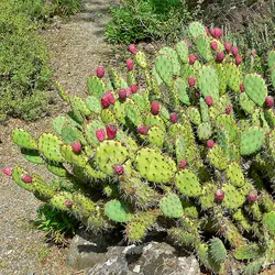 نهال مالتا گلابی قرمز (کاکتوس میوه درشت)