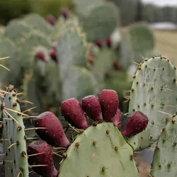 نهال مالتا گلابی قرمز (کاکتوس میوه درشت)