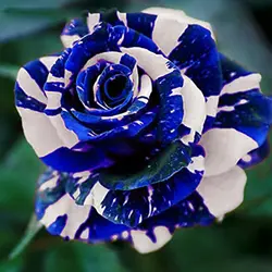 بذر گل رز اژدهای آبی