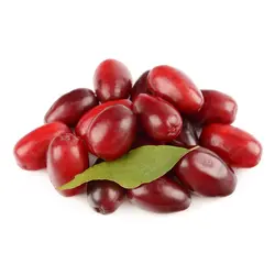 نهال زغال اخته با برگ دایم