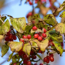 نهال زغال اخته با برگ دایم