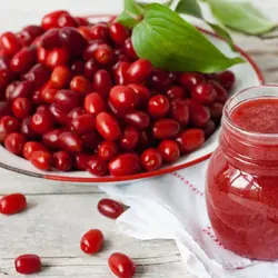 نهال زغال اخته با برگ دایم