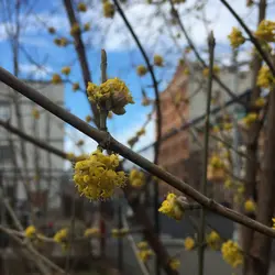 نهال زغال اخته با برگ دایم