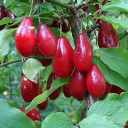 نهال زغال اخته پیوندی