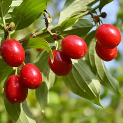 نهال زغال اخته پیوندی