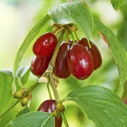 نهال زغال اخته بذری