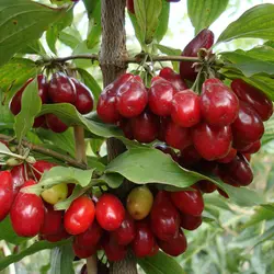 نهال زغال اخته بذری