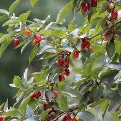 نهال زغال اخته بذری