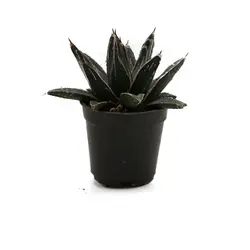 کاکتوس آگاو ویکتوریا