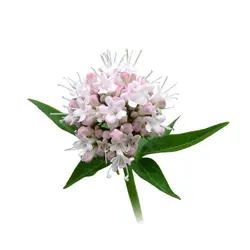 نشاء سنبل الطیب