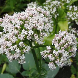 نشاء سنبل الطیب