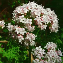 نشاء سنبل الطیب