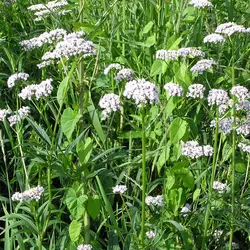 نشاء سنبل الطیب