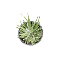 کاکتوس هاوارتیا ابلق