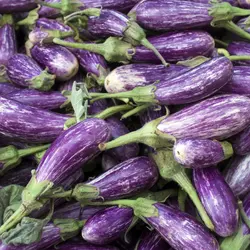 بذر بادمجان زبرا بلند