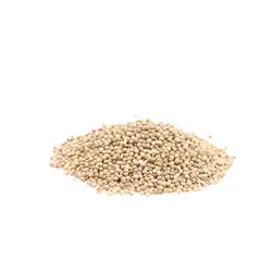 تخم گشنیز