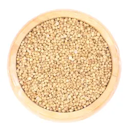 تخم گشنیز
