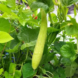بذر خیار چنبر هیبرید