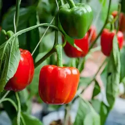 بذر فلفل دلمه ای قرمز