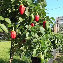 بذر فلفل دلمه ای قرمز