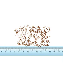 بذر شاهی برگ پهن