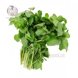 بذر شاهی برگ پهن