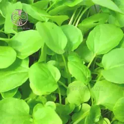 بذر شاهی برگ پهن