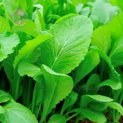 بذر شاهی برگ پهن