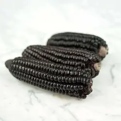 بذر ذرت سیاه آزتک