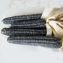 بذر ذرت سیاه آزتک