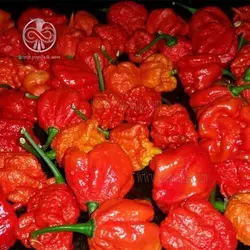 بذر فلفل کارولینا بسیار تند