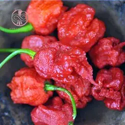 بذر فلفل کارولینا بسیار تند