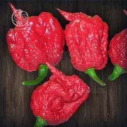 بذر فلفل کارولینا بسیار تند