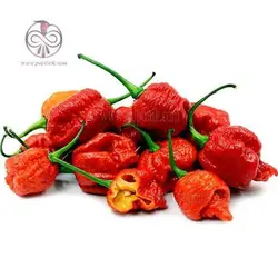 بذر فلفل کارولینا بسیار تند