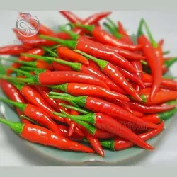 بذر فلفل تند تایلندی