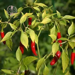 بذر فلفل تند تایلندی