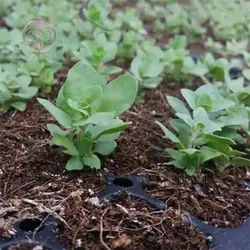 بذر آویشن شیرازی
