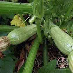 بذر کدو خورشتی